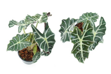 Alocasia sanderiana Bull tropical plant isolated on white background