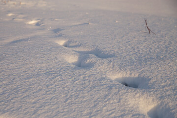Traces of unknown animal on white snow in light of setting sun on winter evening