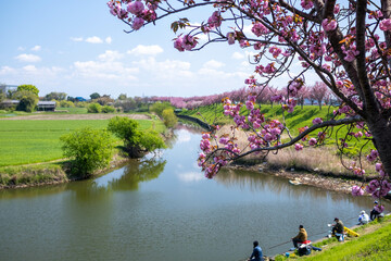 堤防に咲く八重桜と休日に釣りを楽しむ人々の遠景