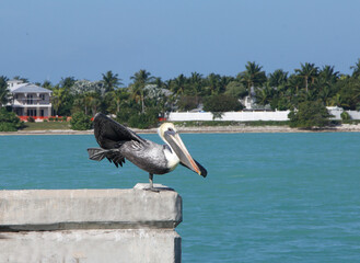 A pelican stretching out