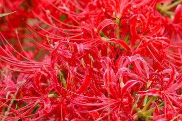 Red pink "Cluster amaryllis(Lycoris radiata)" or "Red spider lily" flowers full blooming image photograph.