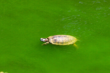 Red eared turtle swimming in a green algae pond. 泳ぐアカミミガメ。