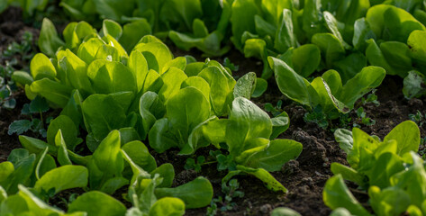 Organic Baby lettuce leaves in the greenhouse. Detail of home grown seedlings with frost on them in the early spring.