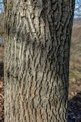 Walnut tree (Juglans regia) trunk.The tree i also known as Persian, Carpathian, English, Madeira or Common walnut. Detail of a bark. Close up.