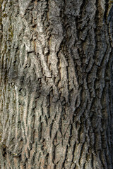 Walnut tree (Juglans regia) trunk.The tree i also known as Persian, Carpathian, English, Madeira or Common walnut. Detail of a bark. Close up.