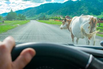 a view from the car of a horned cow walking on an asphalt road