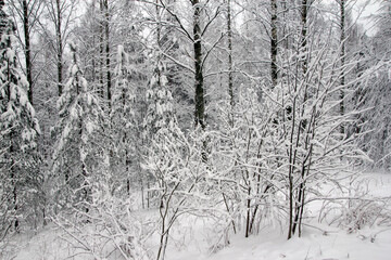 Winter forest in snow
