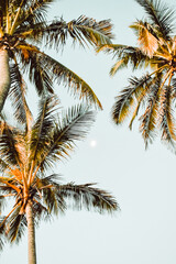 Fototapeta na wymiar Palm trees from upward perspective