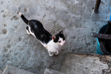 black cat with white spots 2