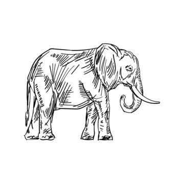 Elephant hand drawing isolated. Animal vector illustration