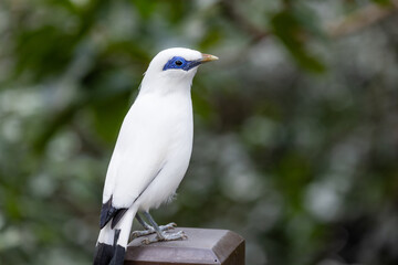 Leucopsar rothschildi in the zoo park