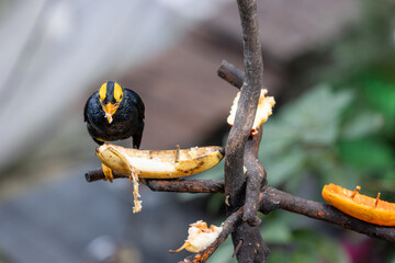 Mino dumontii in zoo park