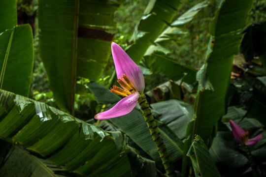 Flower of pink musa ornata or flowering banana in Brazil.