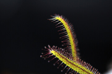 Predatory plant Rosyanka