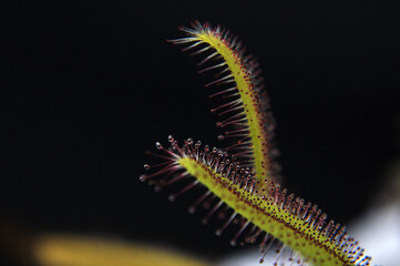 Predatory plant Rosyanka