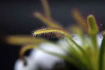 Predatory plant Rosyanka