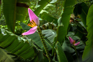 Obraz premium Flower of pink musa ornata or flowering banana in Brazil.