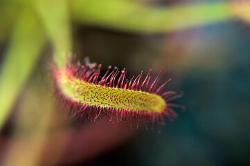 Predatory plant Rosyanka