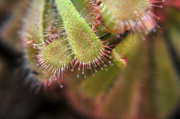 Predatory plant Rosyanka