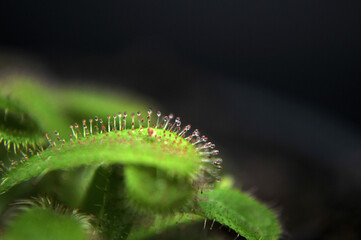 Predatory plant Rosyanka