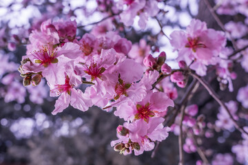 Pink almond flowers close-up on a blurred pink background of a flowering tree in early spring