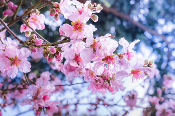 Pink inflorescences on a branch of an almond tree in early spring on a blurred background. Pink spring petals as a symbol of spring and new life