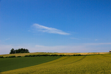 初夏の麦畑と青空
