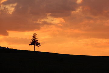 Fototapeta na wymiar 美しい夕焼けと松の木 