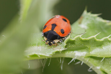 lady-cow on a green leaf with thorns