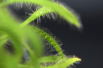 Predatory plant Rosyanka