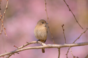 ジョウビタキと桜色の背景