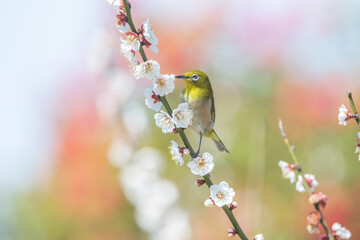 白梅とメジロ
