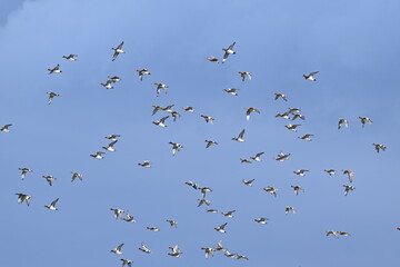 ヒドリガモの群舞