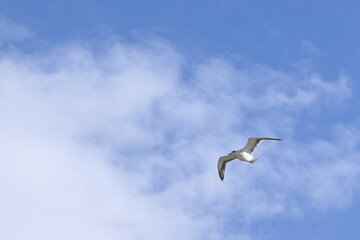 ウミネコ、飛翔