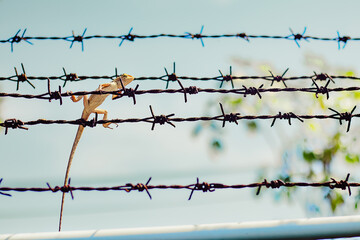 A chameleon caught on the fence, looked at him with suspicion.