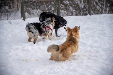 Three dogs playing in the snow.