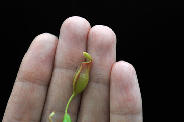 Predatory plant Nepenthes