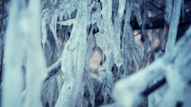 Beatuful, huge icicles on the tree