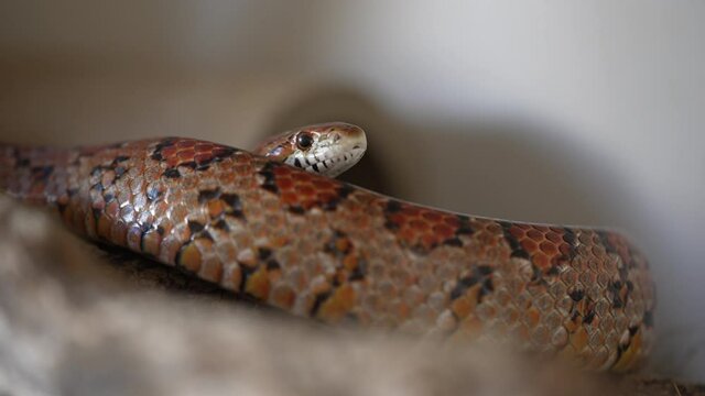 Close up of a colorful coiled adult corn snake flicking out its forked tongue and moving its head.