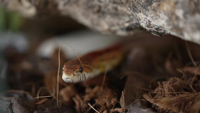 Close up of the head of a nonpoisonous corn snake appearing from under a branch, tilting its colorful head and looking towards camera.