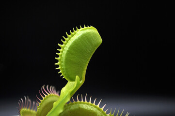 Predatory plant Dionaea