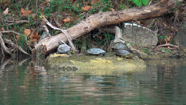 Close up: Group of Missouri River Cooter Turtles resting on rock beside River in nature