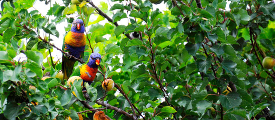 Two Australian native rainbow lorikeet parrots eating fruit in apricot tree in a suburban garden in coastal South Australia. Sized to fit popular social media and web banner placeholder.