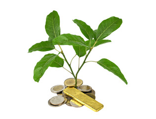 Gold,money coin and  Young plant green leaf sapling isolated on white background.Concept save money and Stability in life.