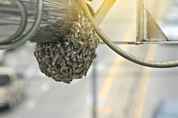 Wasp nest on speed camera car.