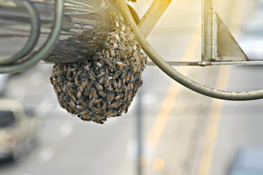Wasp nest on speed camera car.