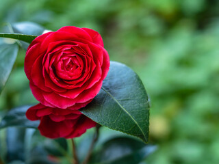 Red camellia flower heads in early spring in the garden with a blurred background, soft focus, copy...