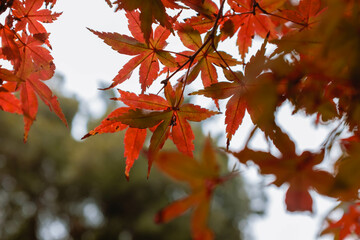 red maple leaves