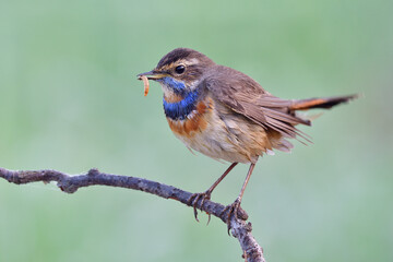lovely brown bird with blue feathers on its chest and chin taking fresh worm meal and shaking its feathers