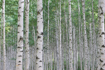 Obraz premium 자작나무 , bircj tree, white